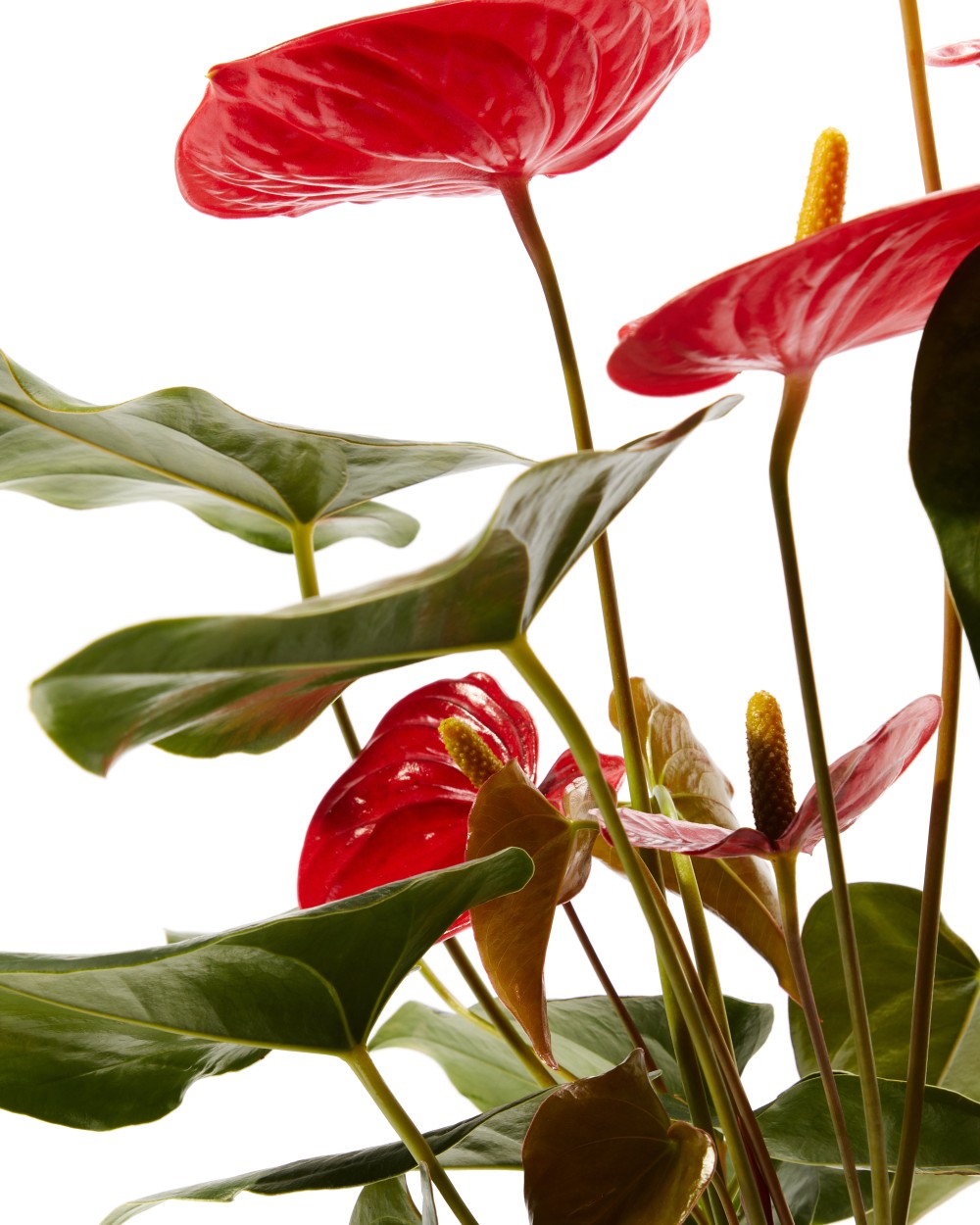 Антуриум Карма