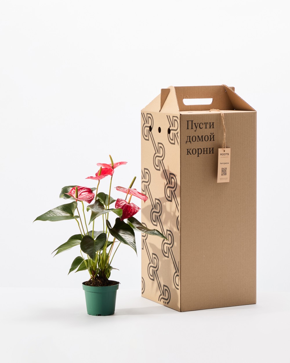 Антуриум Карма