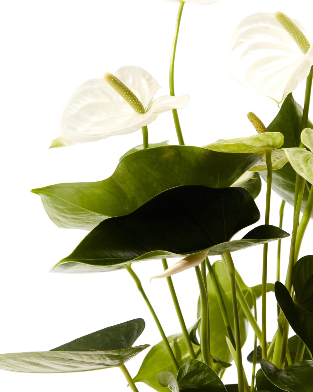 Антуриум Антедезия вайт