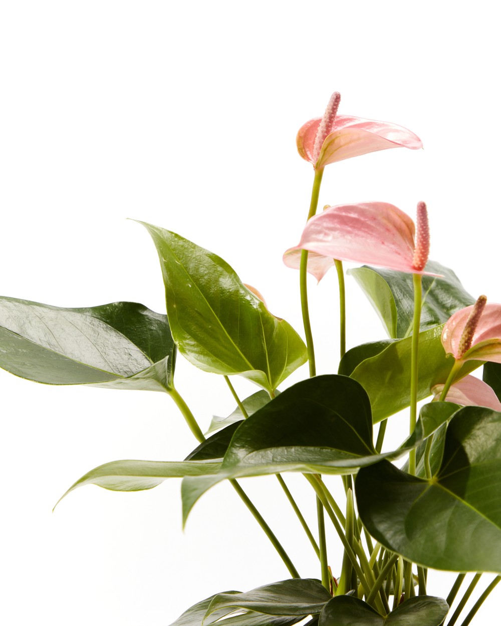 Антуриум Карма Пинк Антуриум Карма Пинк