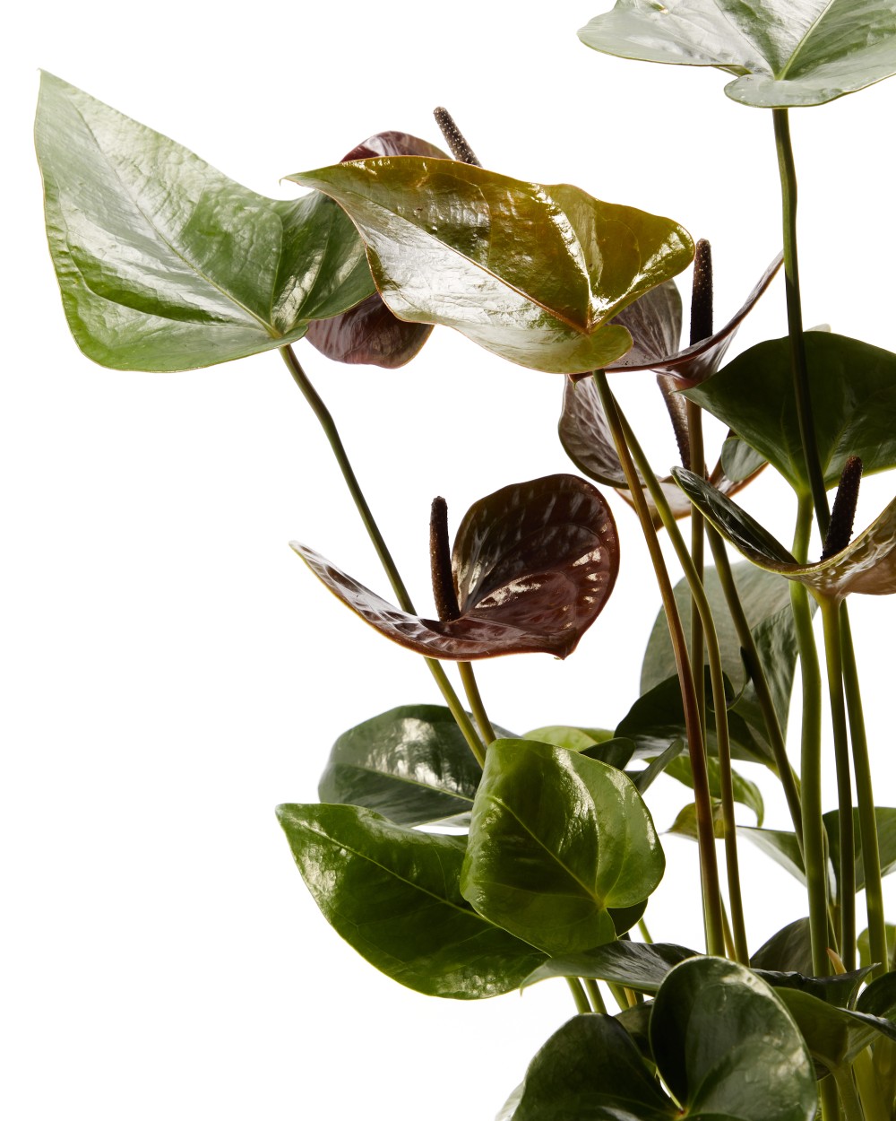 Антуриум Блэк