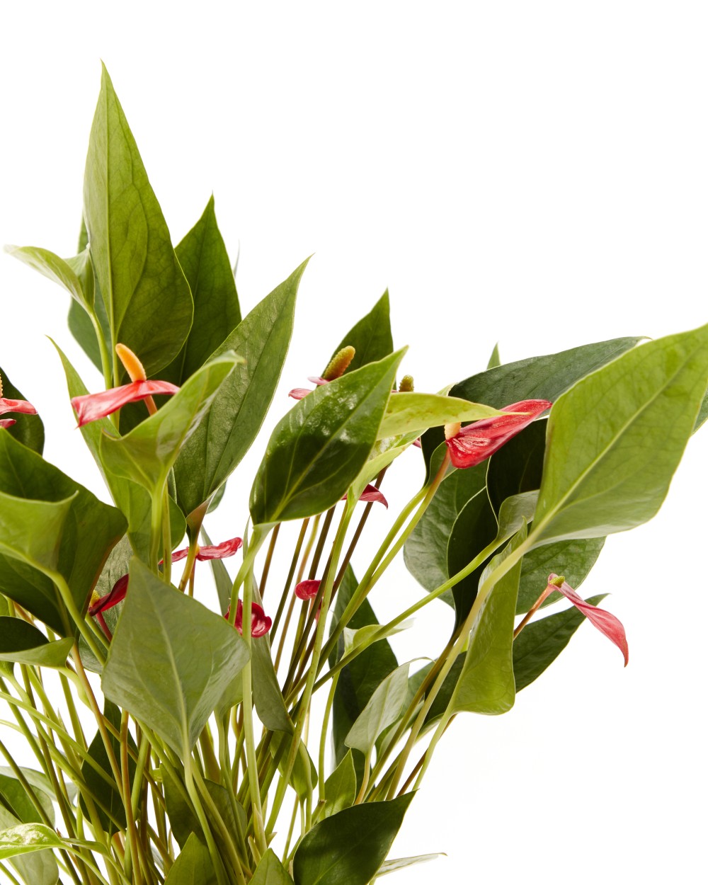 Антуриум Миллион Флауэрс