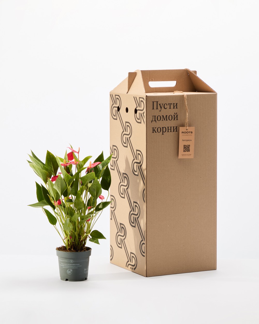 Антуриум Миллион Флауэрс