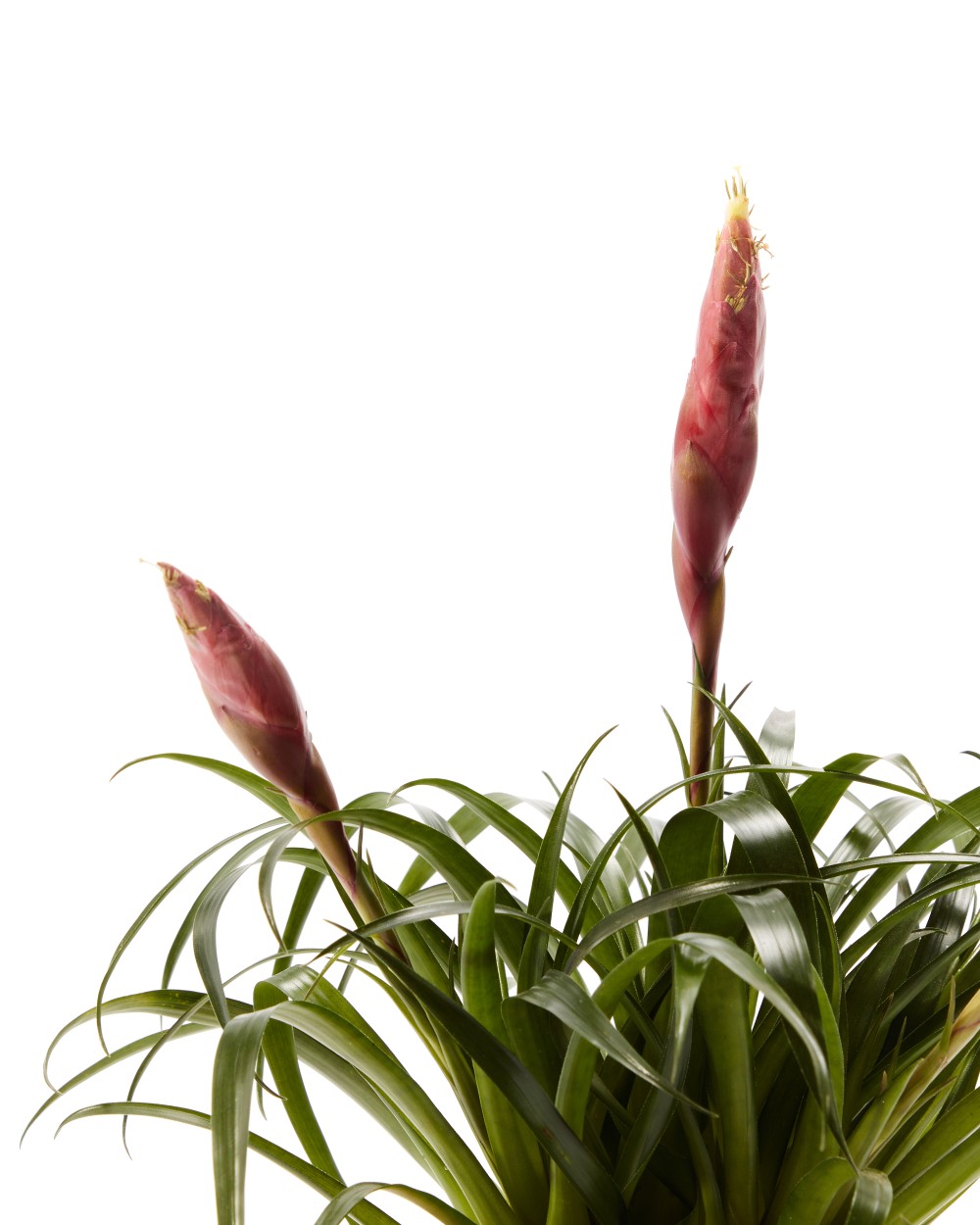 Вриезия Астрид Вриезия Астрид