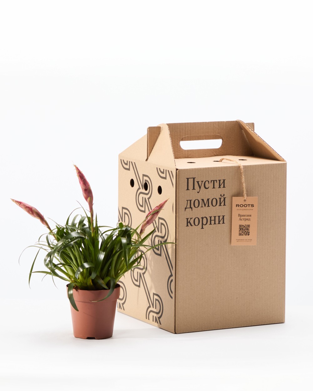 Вриезия Астрид Вриезия Астрид