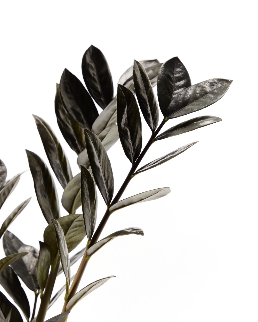 Замиокулькас Равен