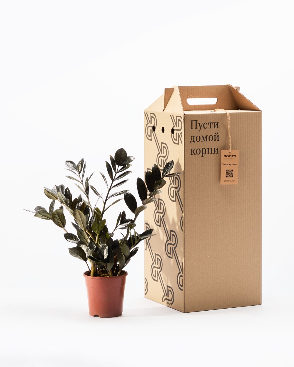 Замиокулькас Равен