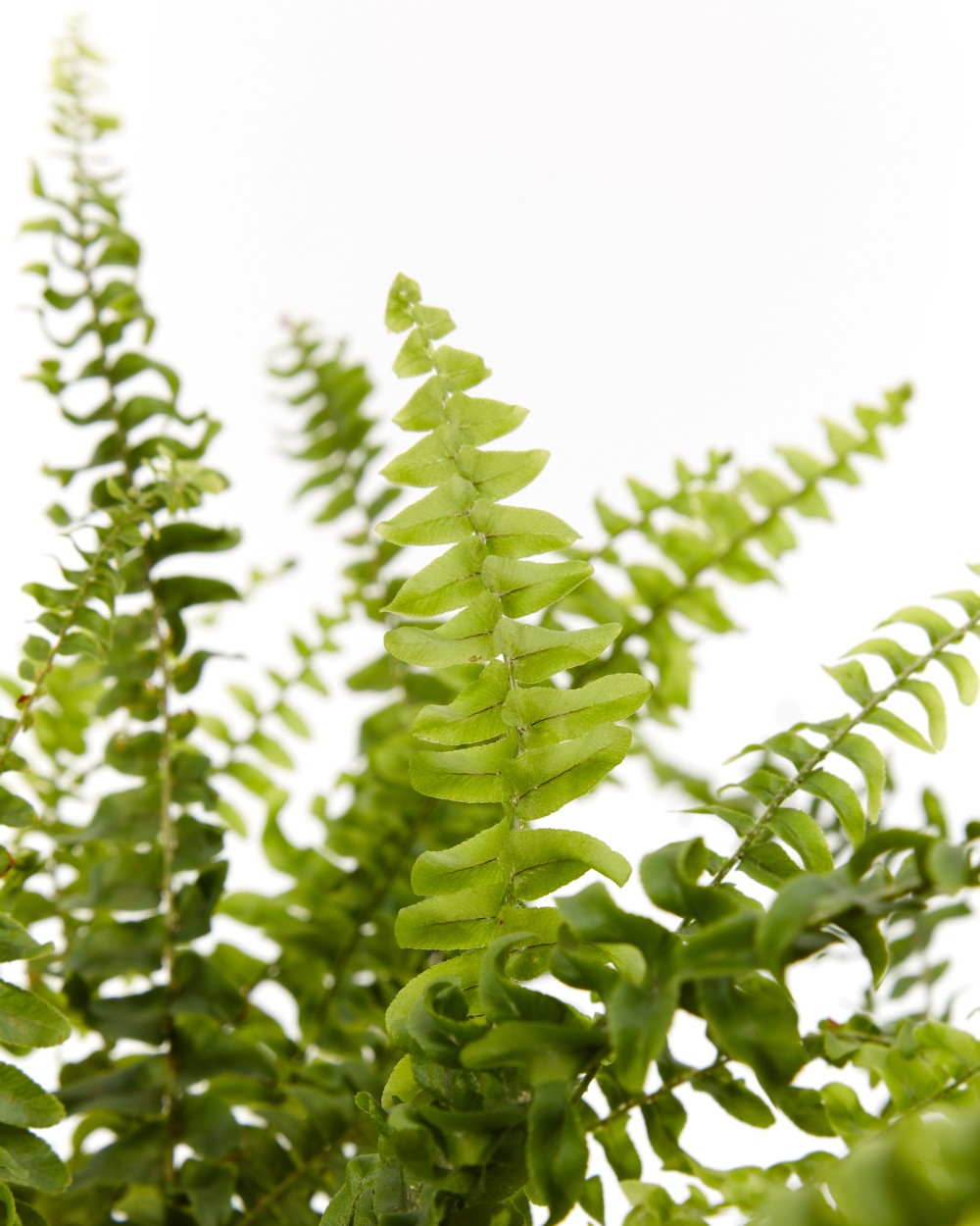 Нефролепсис Грин Леди