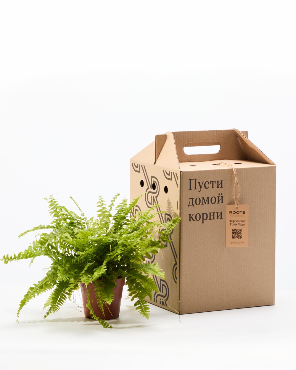 Нефролепсис Грин Леди