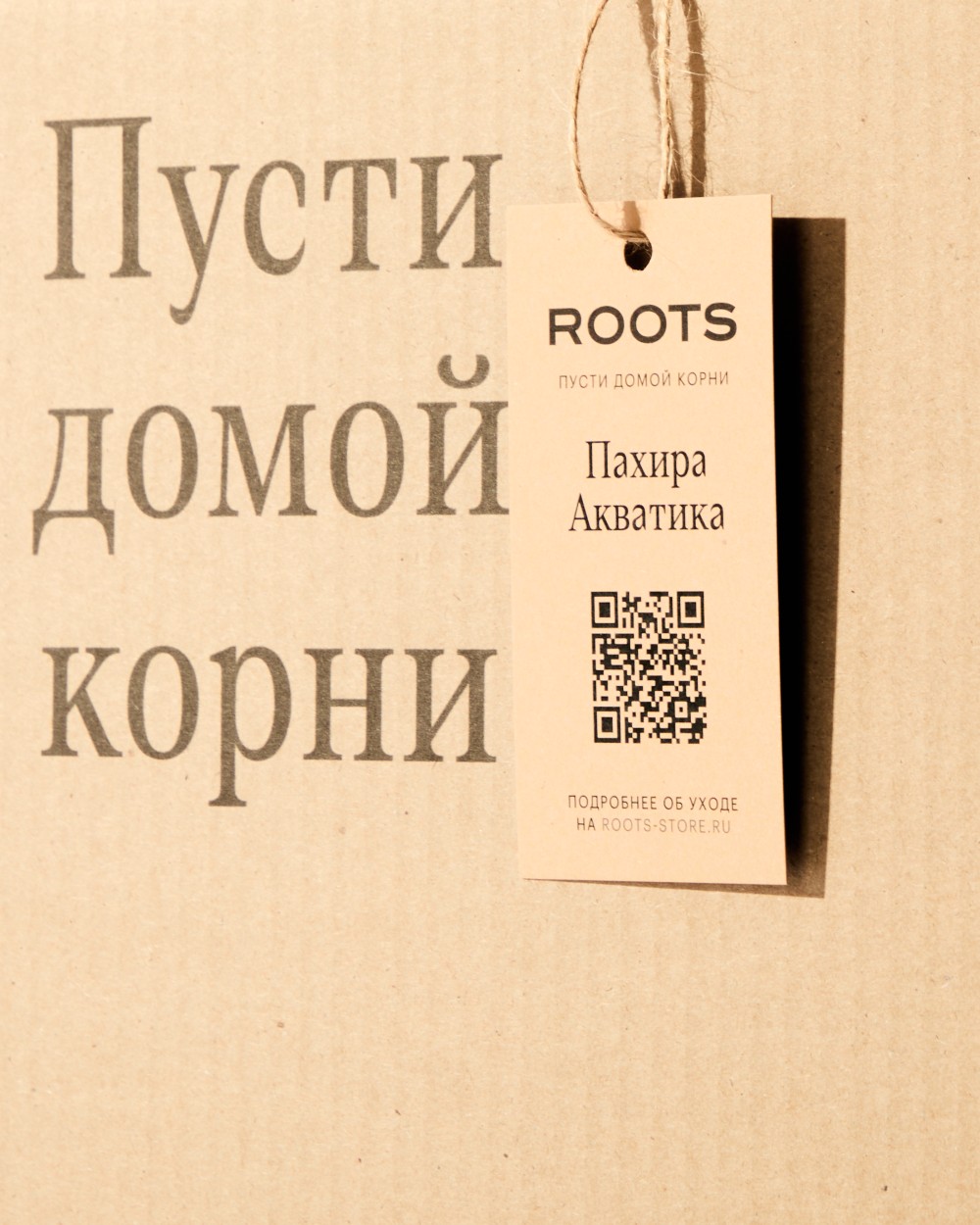 Пахира Акватика 