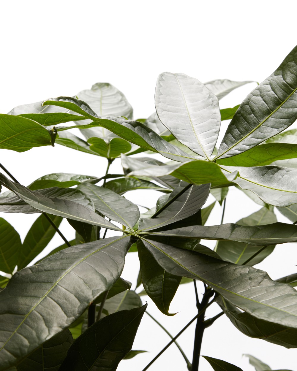 Пахира Акватика 