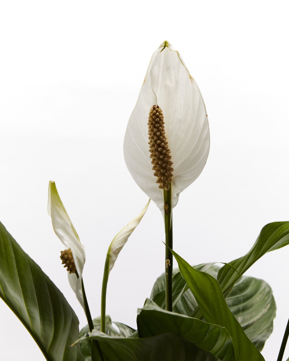 Спатифиллум Свит Чико