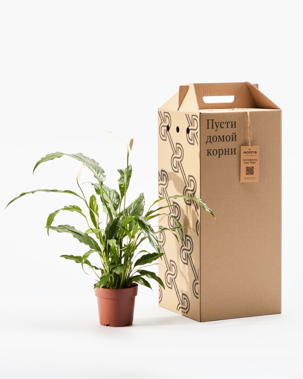 Спатифиллум Свит Чико