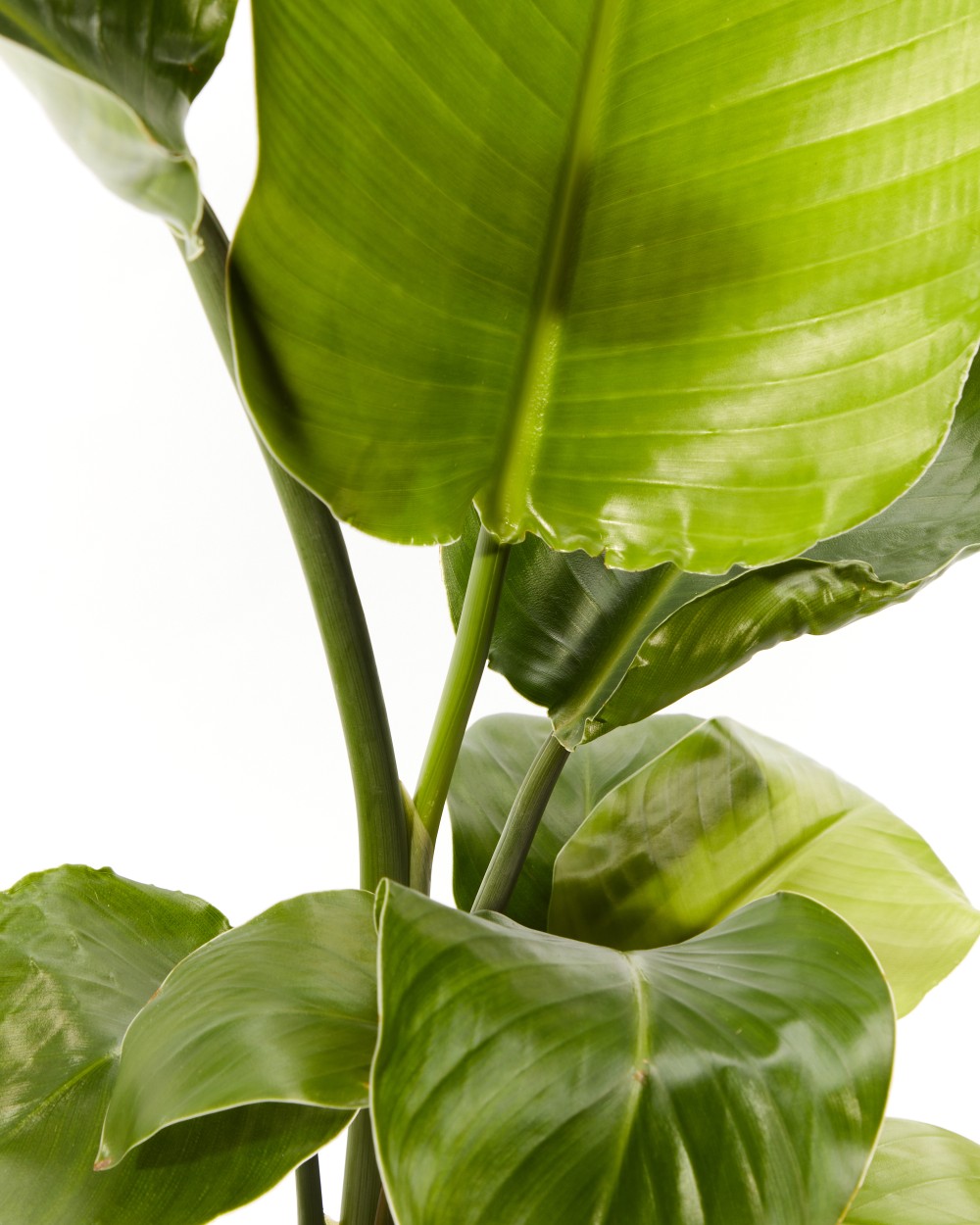 Стрелиция Николая Стрелиция Николая