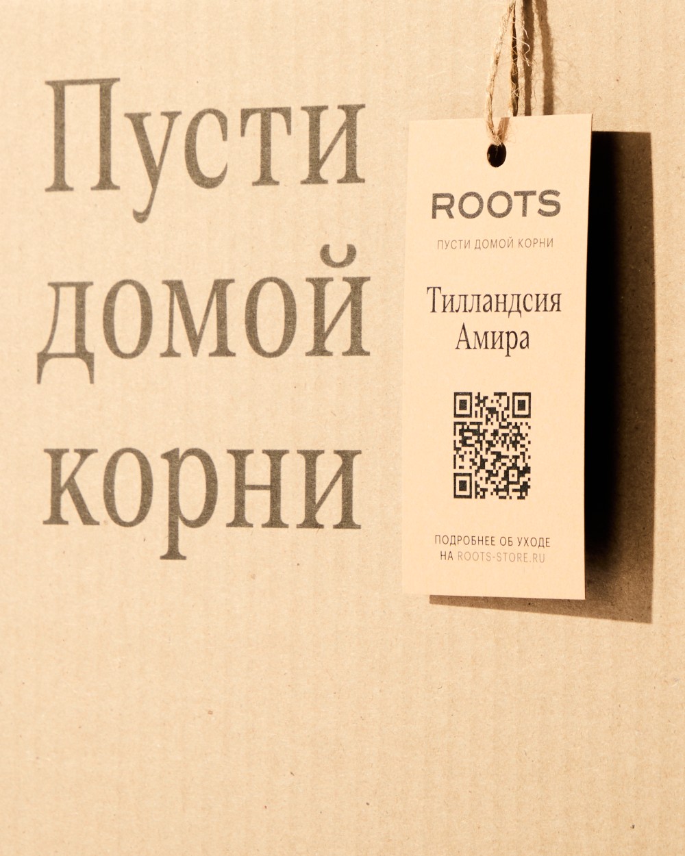 Тилландсия Амира