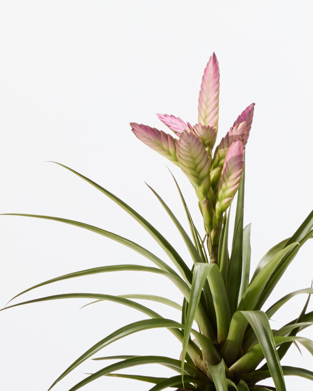 Тилландсия Амира