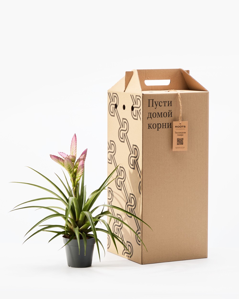 Тилландсия Амира