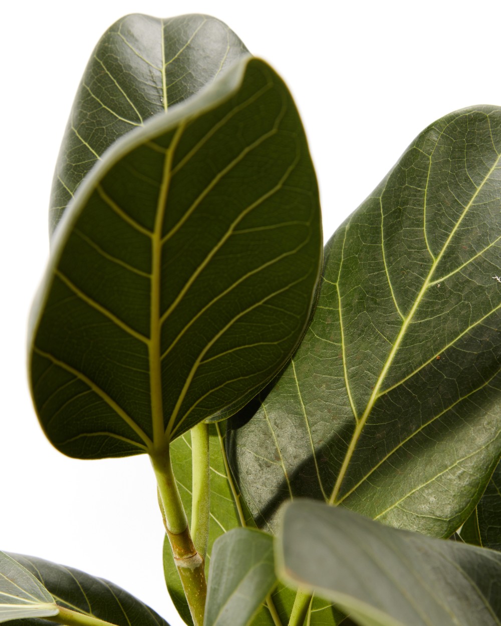 Фикус бенгальский