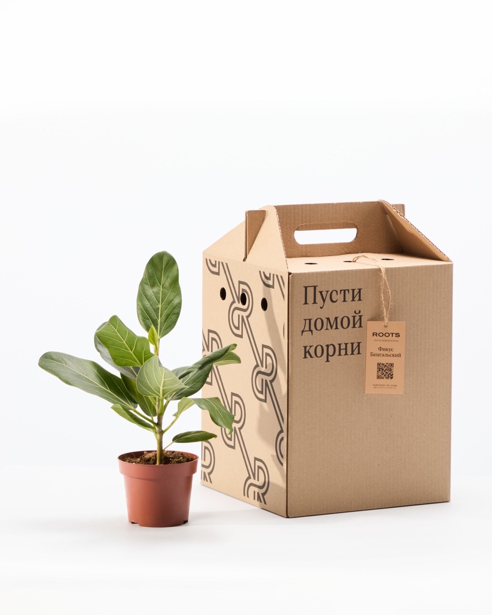 Фикус бенгальский