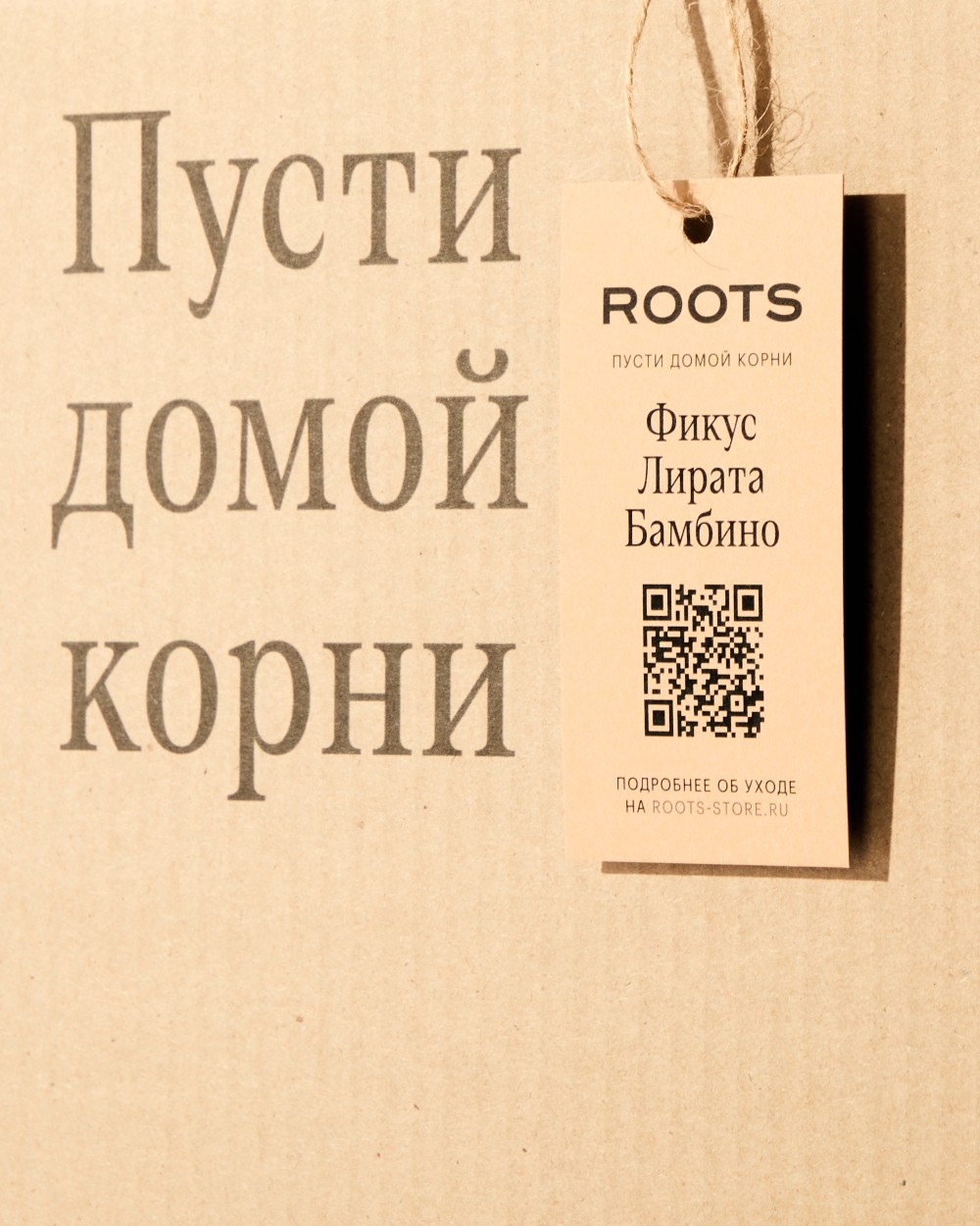 Фикус Лирата