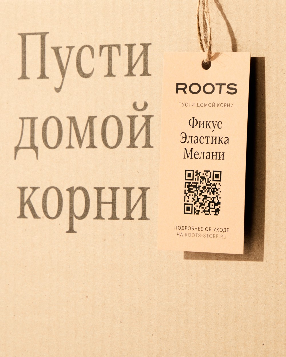 Фикус Эластика Мелани