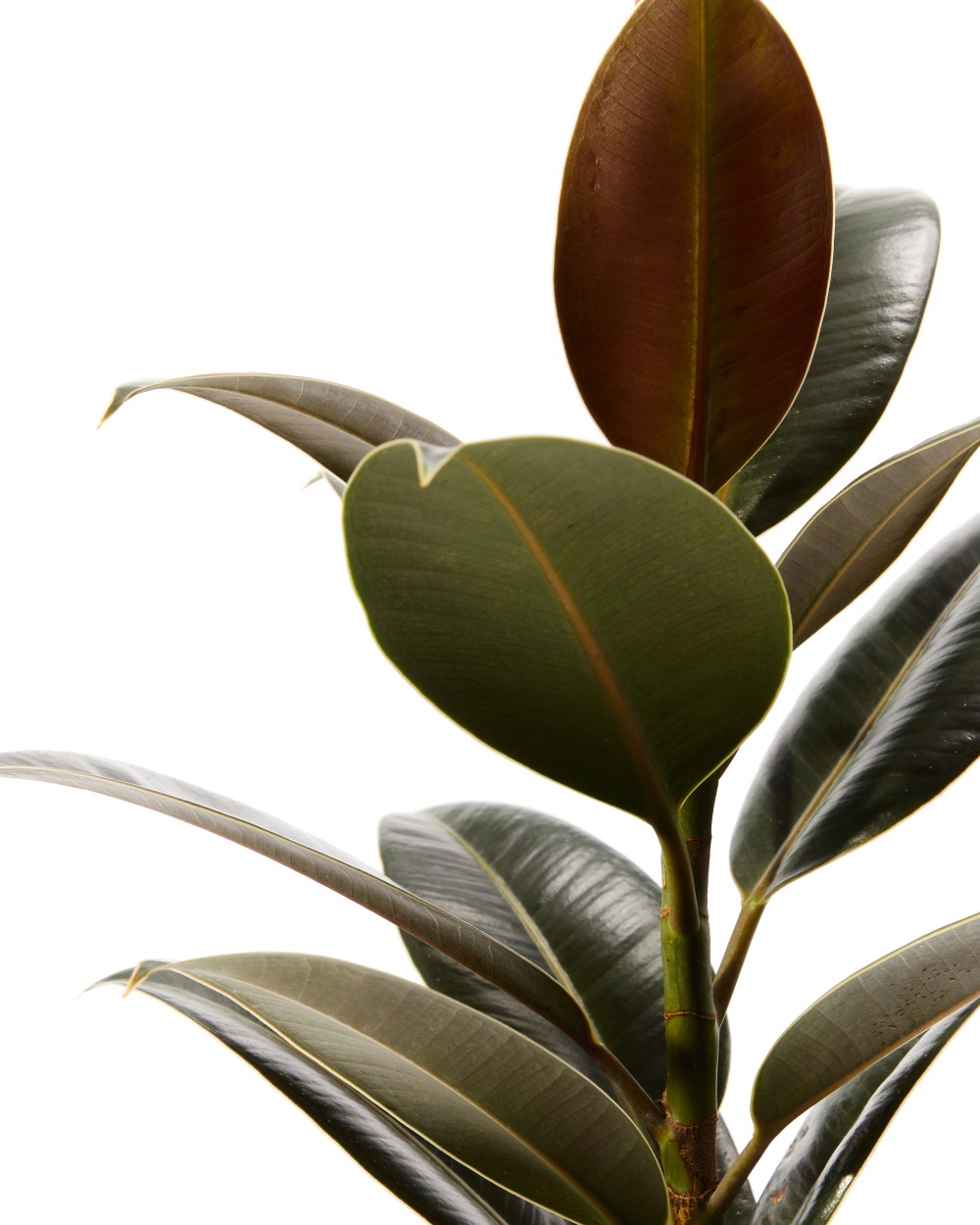 Фикус Эластика Мелани