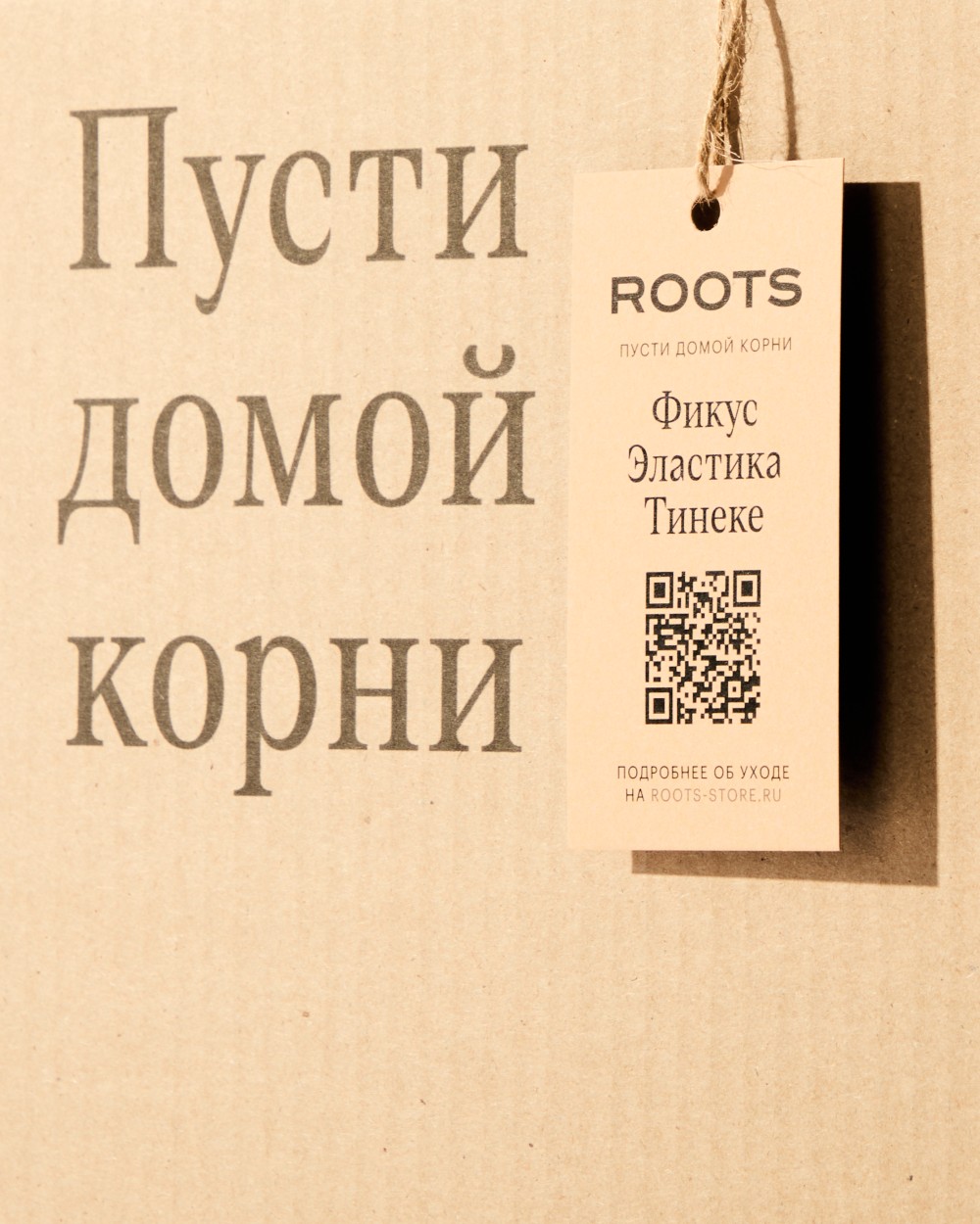 Фикус Эластика Тинеке