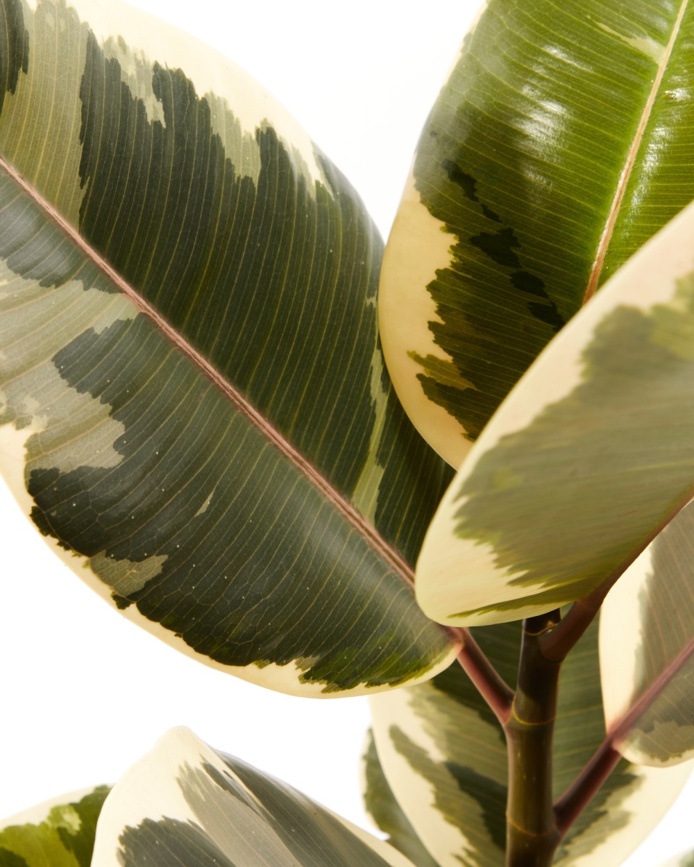 Фикус Эластика Тинеке