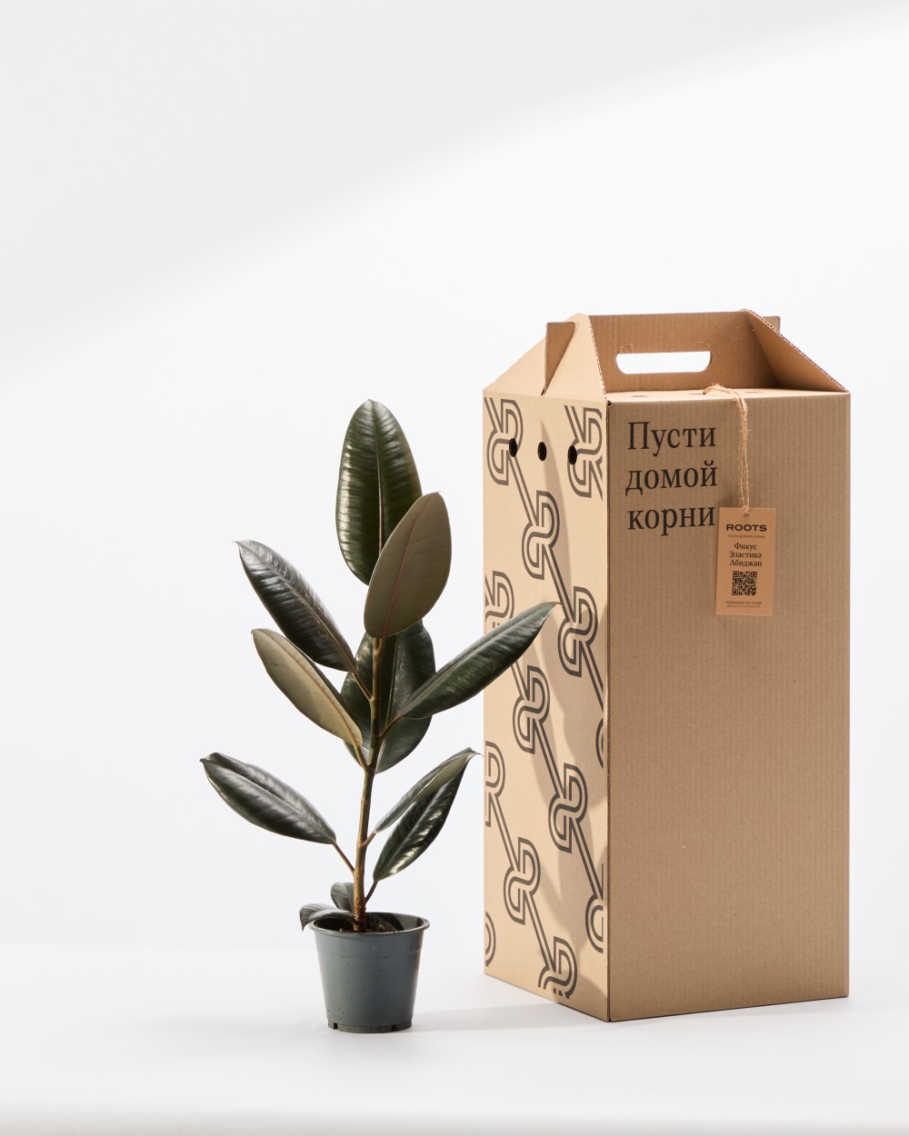 Фикус Эластика Абиджан диаметр 12