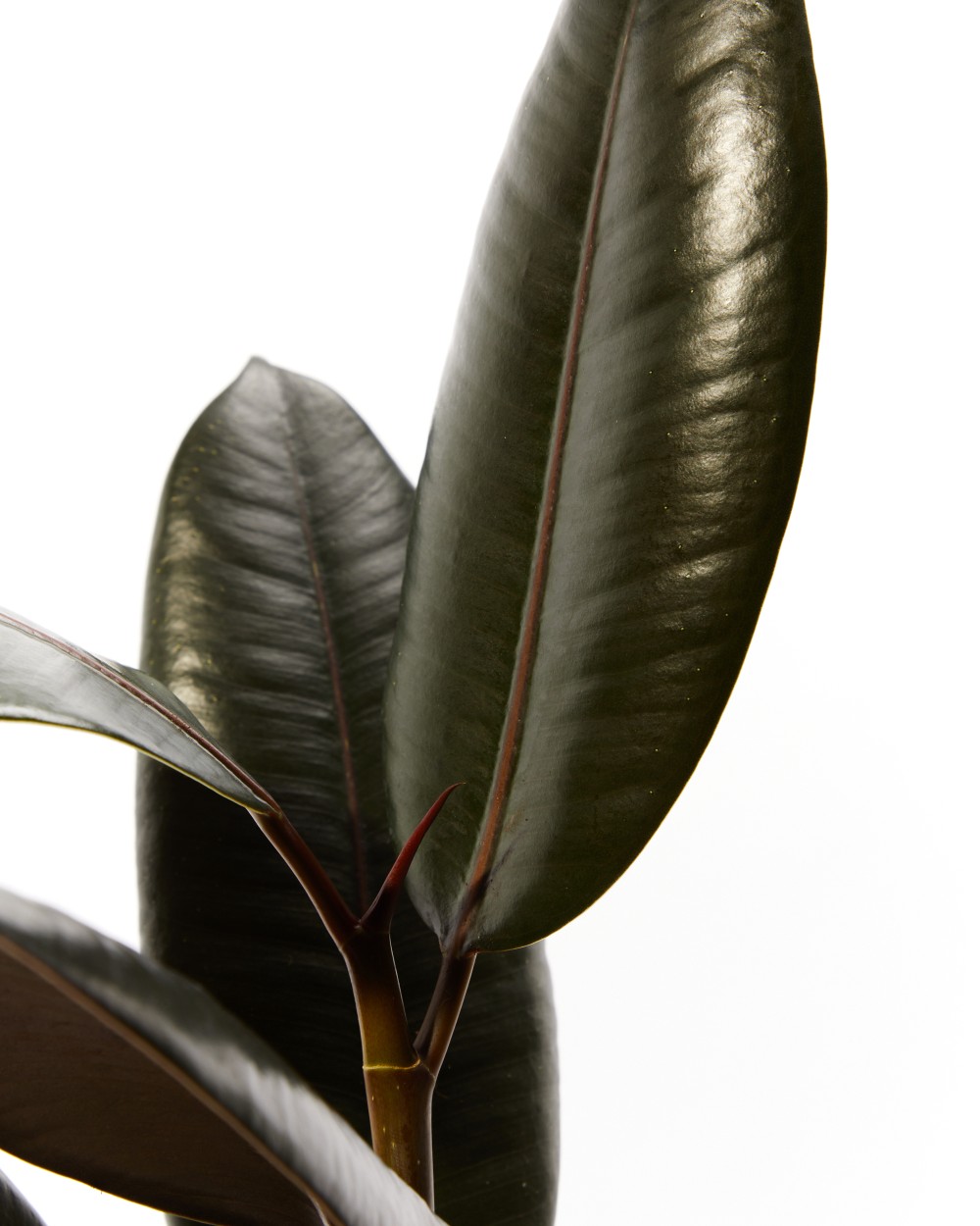 Фикус Эластика Абиджан диаметр 12