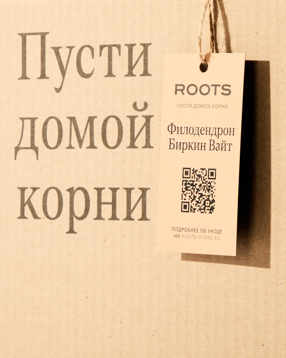 Филодендрон Биркин Вайт Филодендрон Биркин Вайт