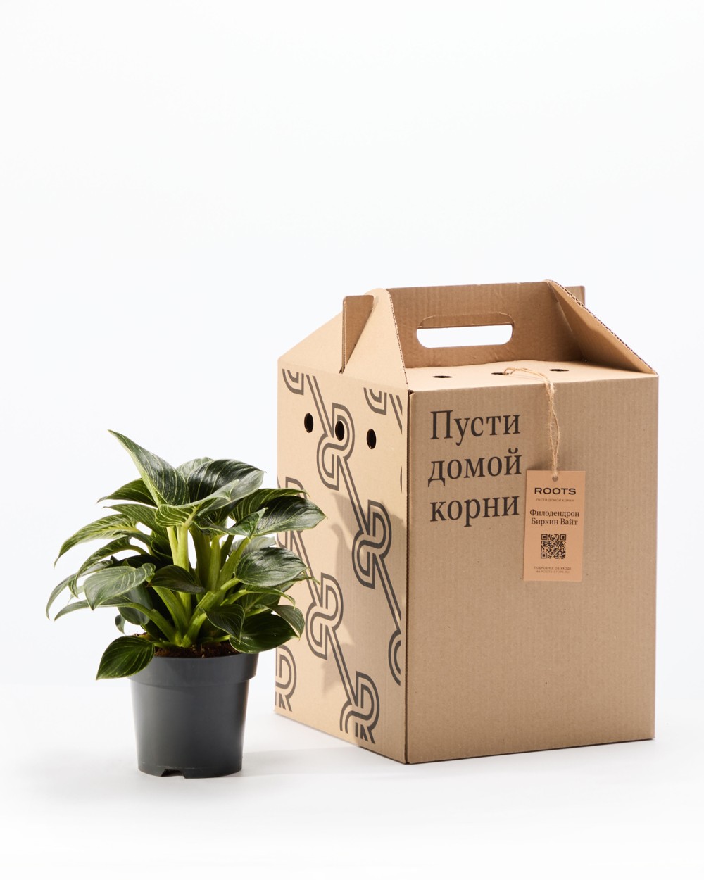 Филодендрон Биркин Вайт Филодендрон Биркин Вайт