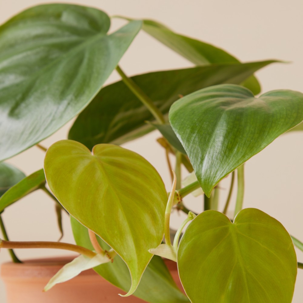 Филодендрон Сканденс