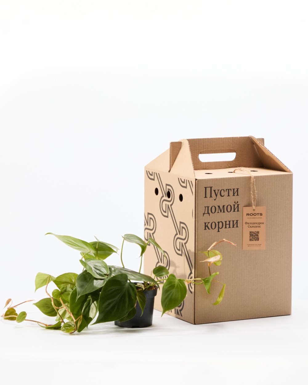 Филодендрон Сканденс