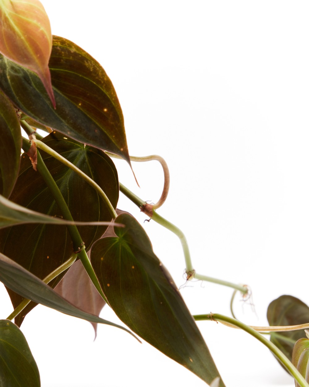 Филодендрон Скаденс Миканс