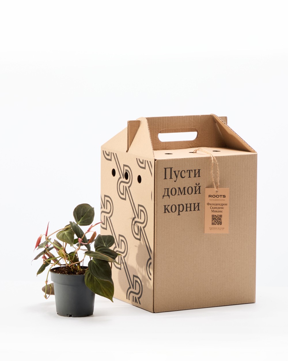 Филодендрон Скаденс Миканс