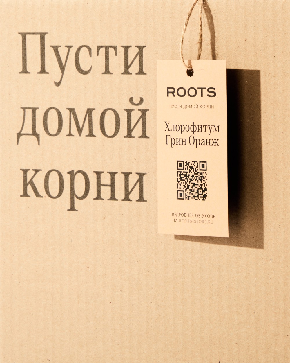 Хлорофитум Грин Оранж