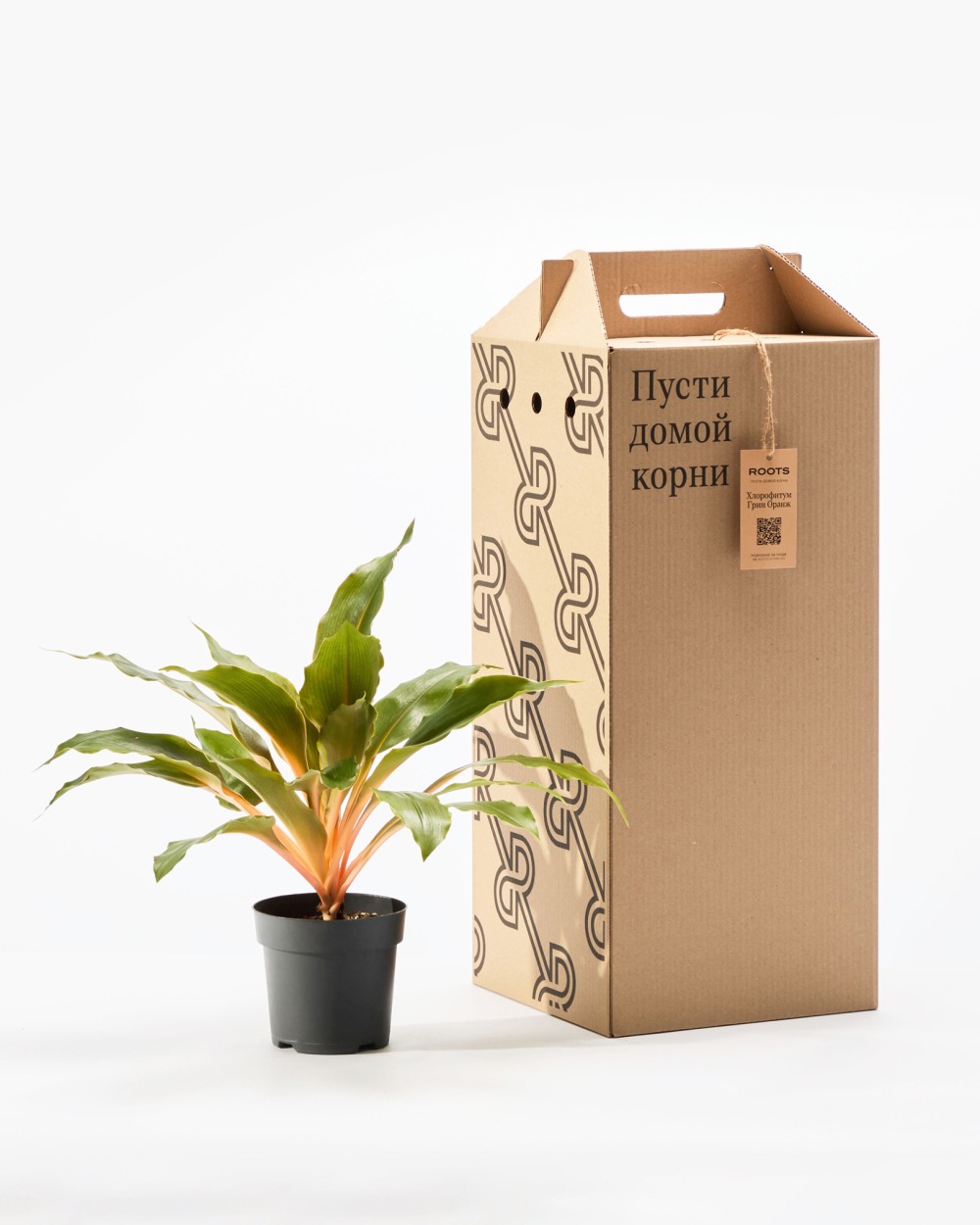 Хлорофитум Грин Оранж