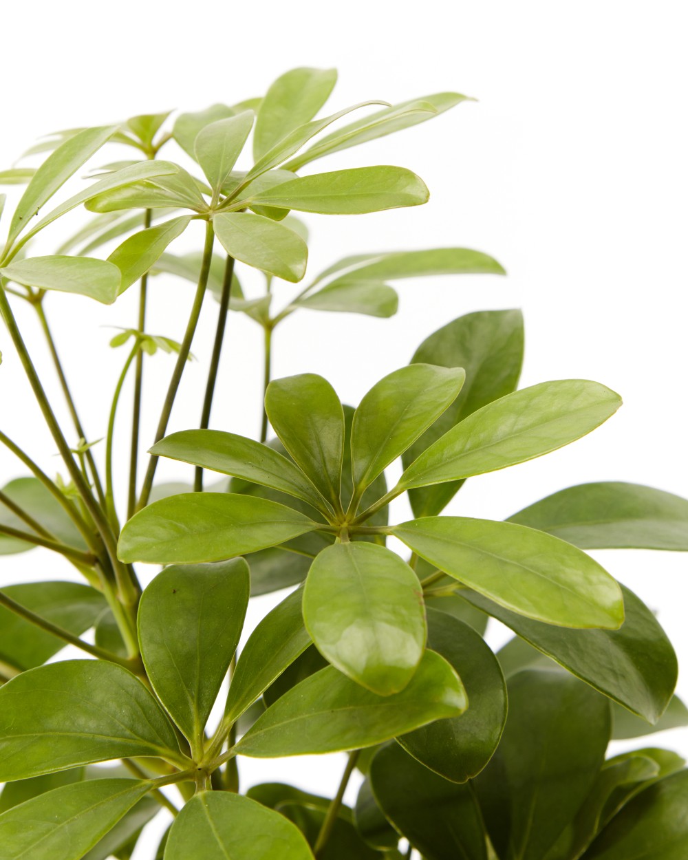 Шеффлера Нора