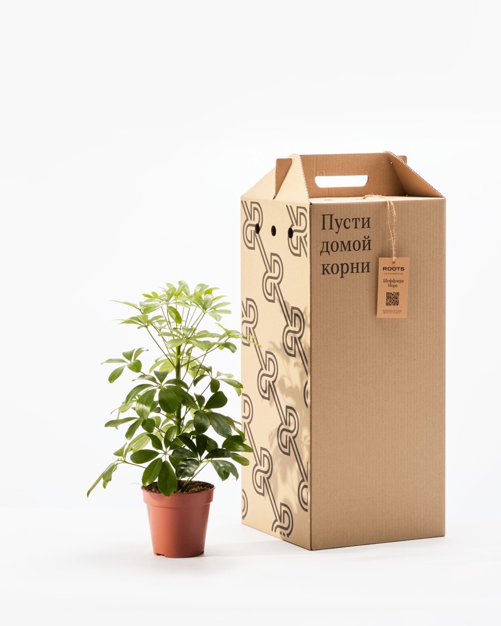 Шеффлера Нора