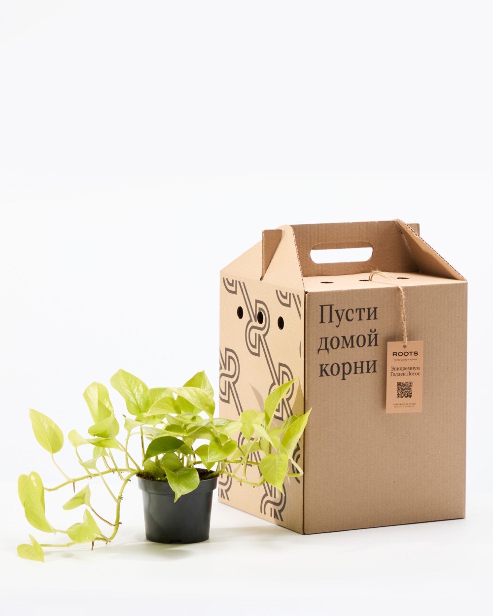 Эпипремнум Голден Лотос