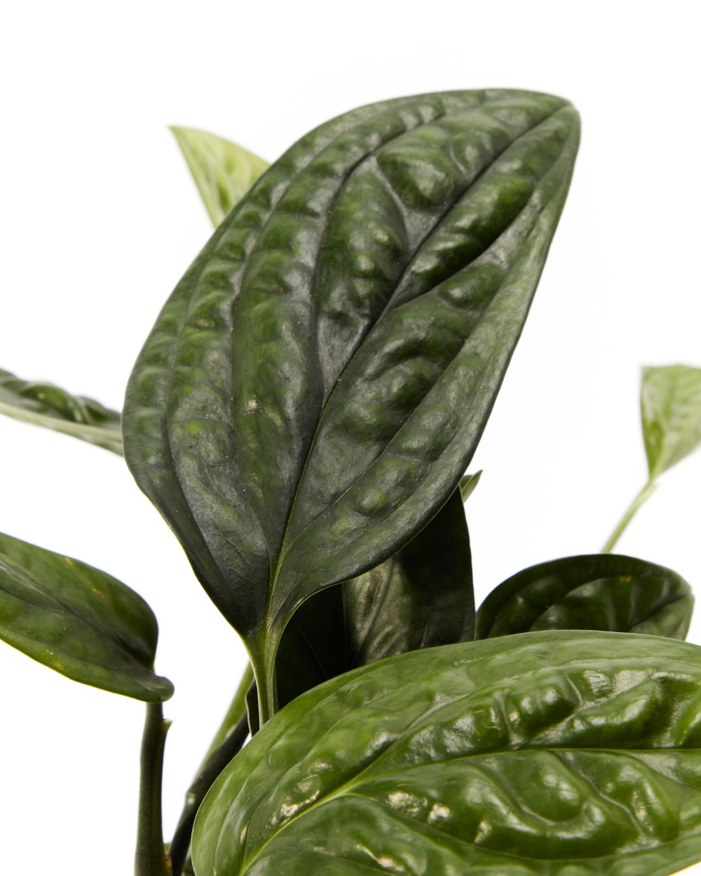 Эпипренум Марбл Планет