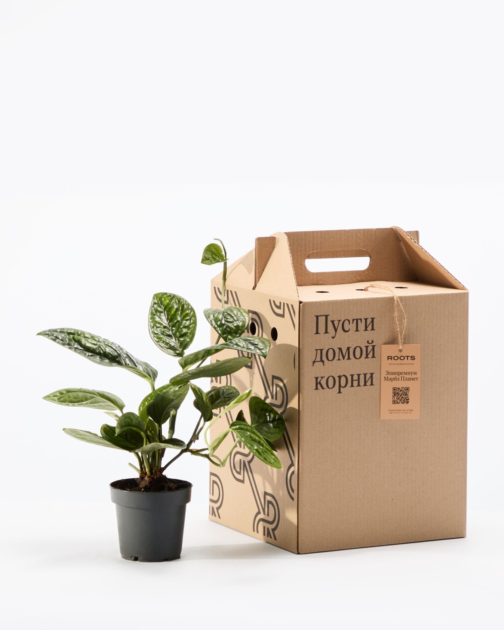 Эпипренум Марбл Планет