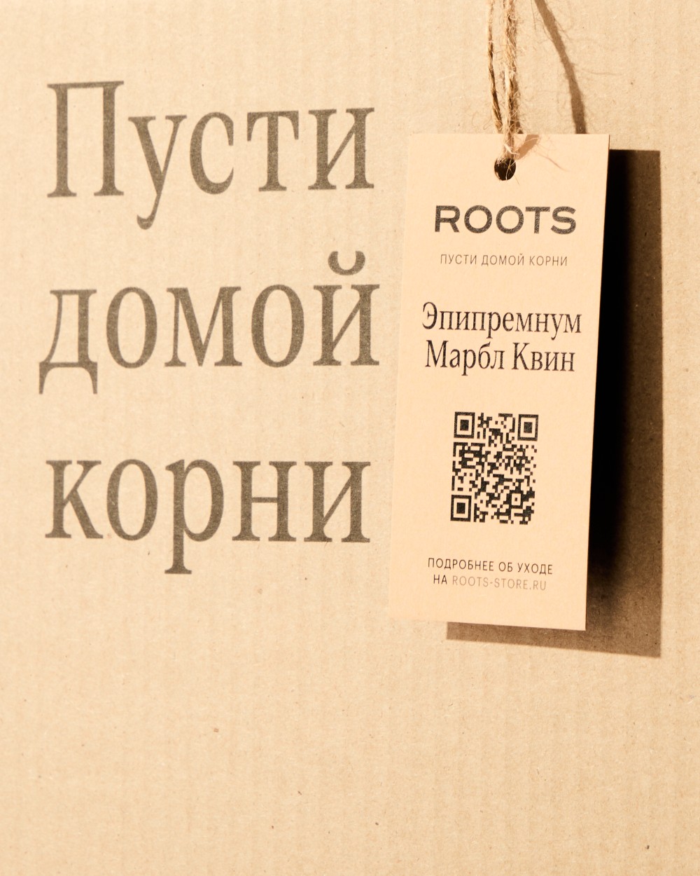 Эпипремнум Марбл Квин диаметр 12