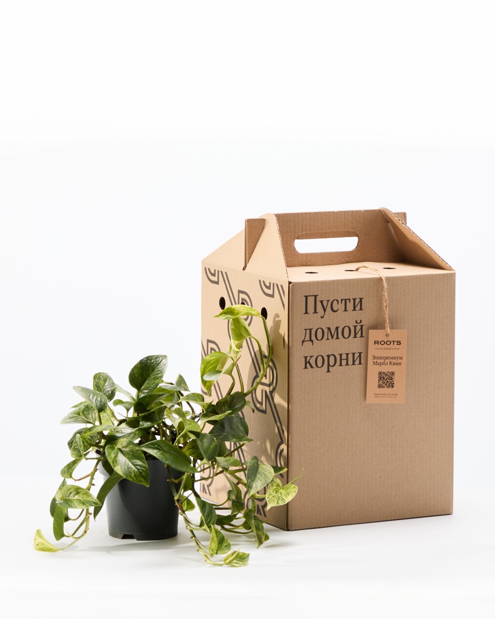 Эпипремнум Марбл Квин диаметр 12