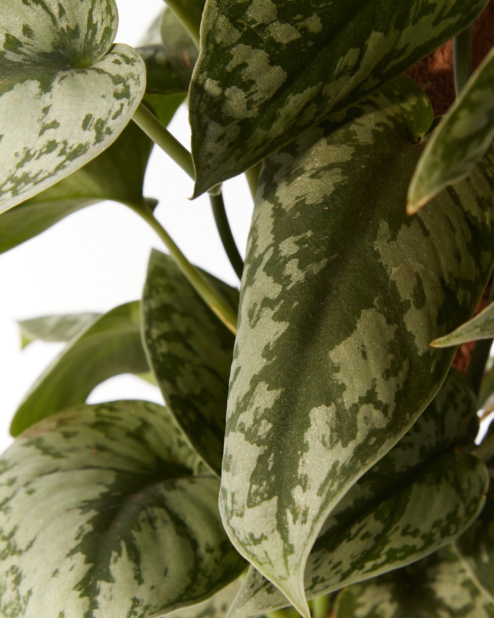 Эпипремнум Пиктус