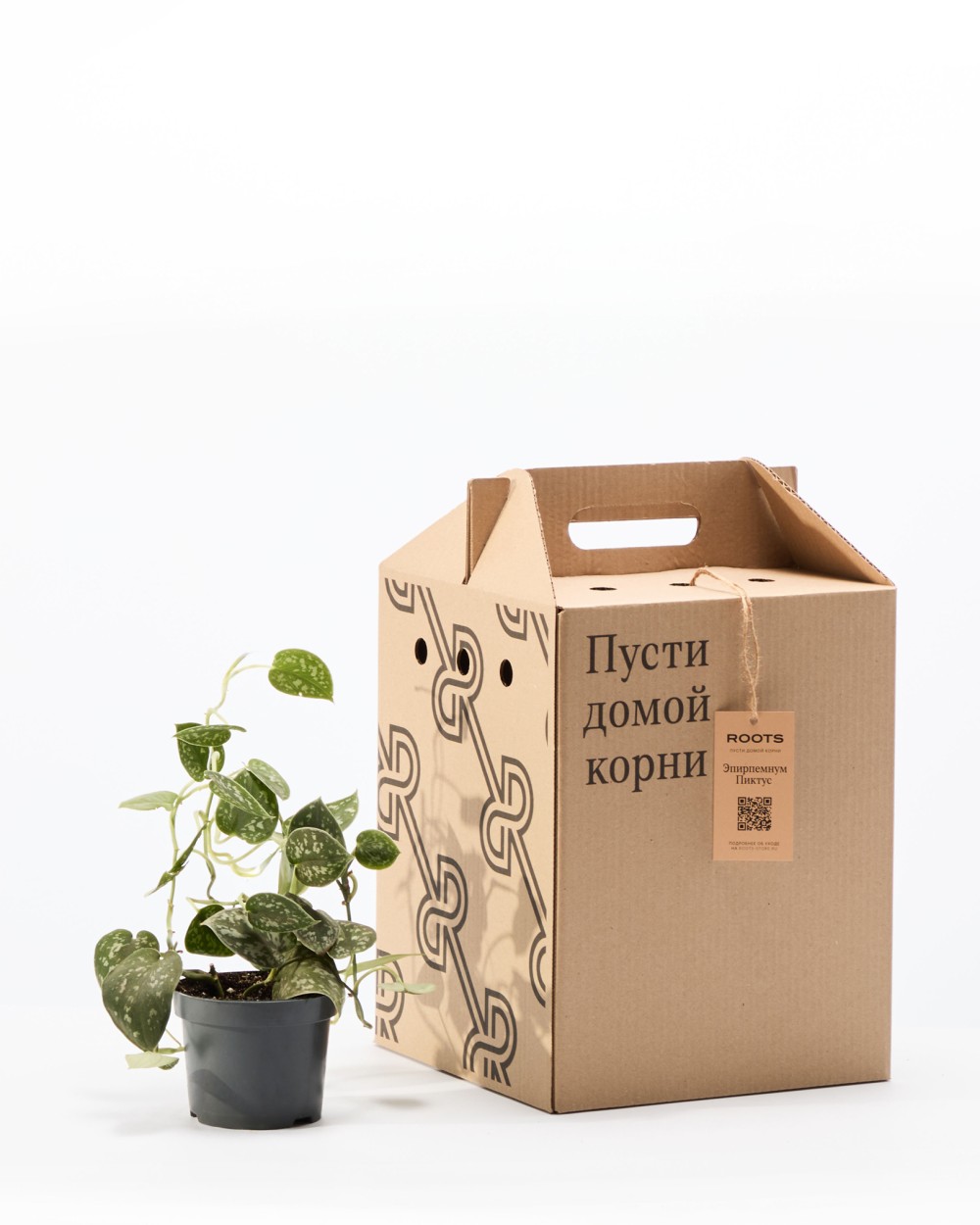 Эпипремнум Пиктус