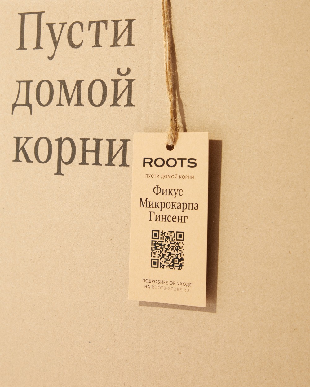 Фикус Микрокарпа Гинсенг