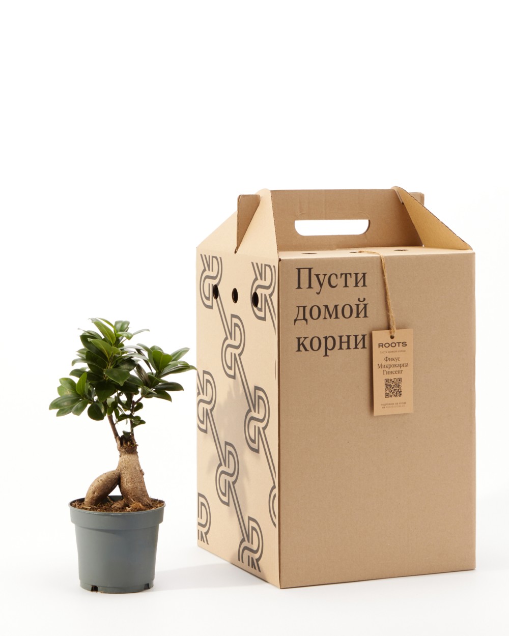 Фикус Микрокарпа Гинсенг