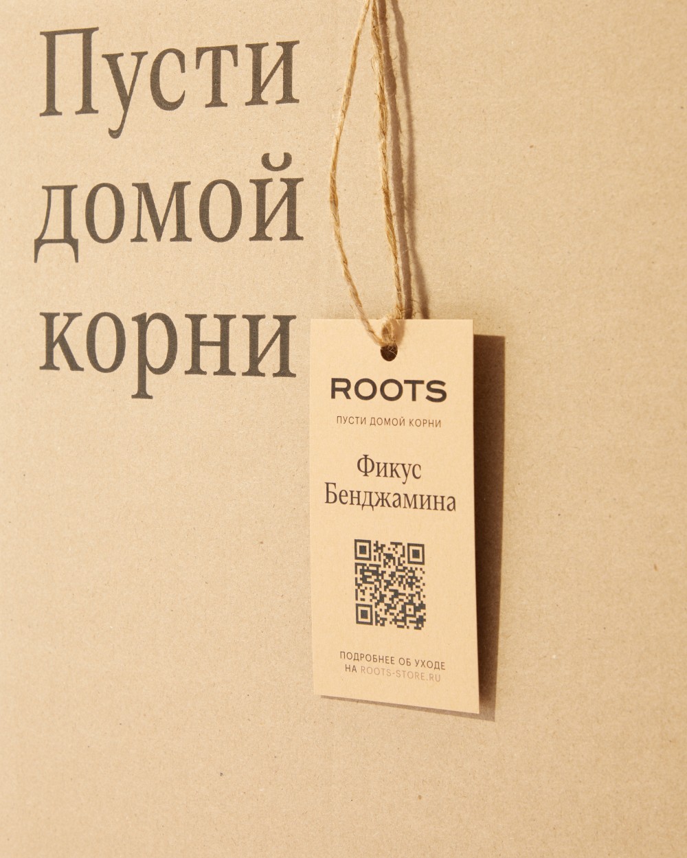 Фикус Бенджамина